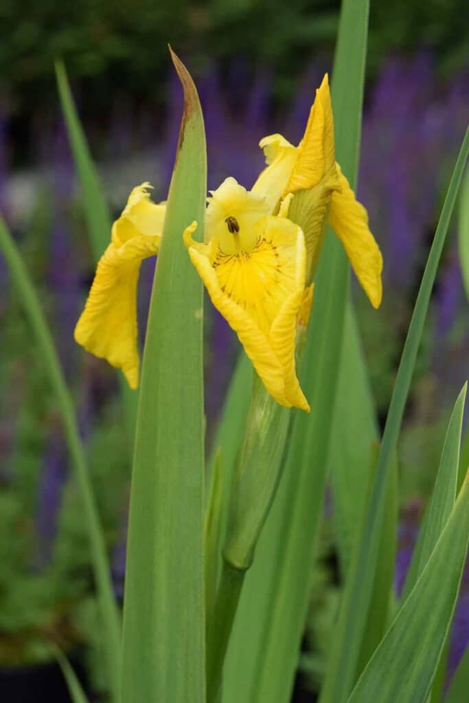 Iris pseudacorus ---
